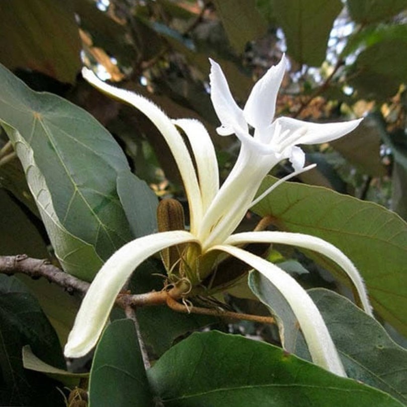 Bayur fa - Pterospermum acerifolium, Pterospermum acerifolium, évelő, fásszárú